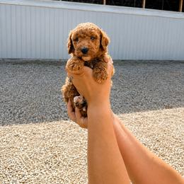 Aussiedoodle, Cavapoo, Goldendoodle, and Newfypoo Puppies from Haaspawz