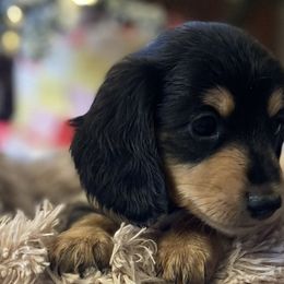 Dasher - Dachshund puppy in Tennessee from The Dapper Dachshund