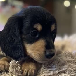 Dasher - Dachshund puppy in Tennessee from The Dapper Dachshund