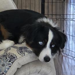 Sadie - Miniature Australian Shepherd