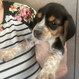 Beagle and Doberman Pinscher Puppies from Desert Mountain Canines