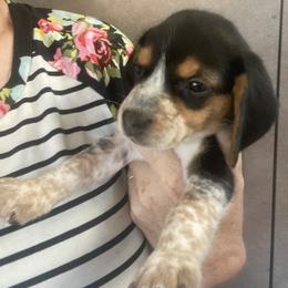 Beagle and Doberman Pinscher Puppies from Desert Mountain Canines