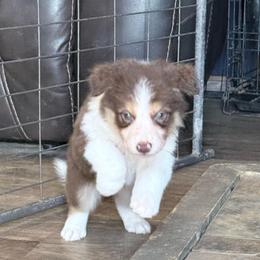 Loki - Chocolate male Border Collie puppy in Guffey, Colorado from Sunset Ridge