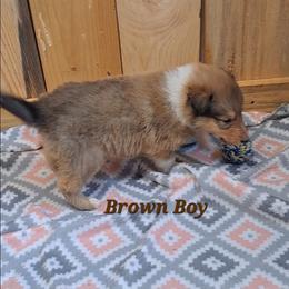 Brown Boy - Sable male Collie puppy in Kalispell, Montana from C4 Collies