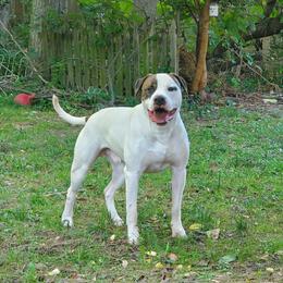 Slade - American Bulldog