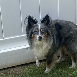 Jackpot - Toy Australian Shepherd