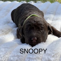 Goldendoodle Puppies from O’Doodle Clan Goldendoodles