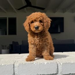 Huck - Apricot male Assorted Doodle Crosses puppy in Marysville, California from Dailey Doodles and Dachshunds