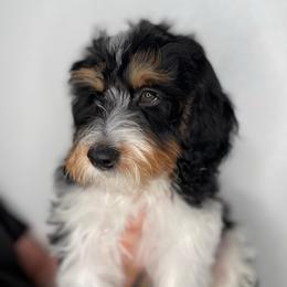 Gouda (red) - Tri-color male Bernedoodle puppy in Surprise, Arizona from Huckleberry Doodles