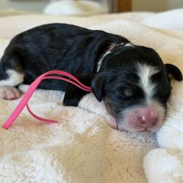 Pink Girl - Tri-color female Bernedoodle puppy in Fort Gibson, Oklahoma from Waggle Doodles