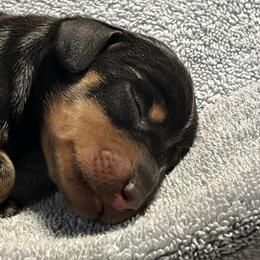 Dachshund Puppies from Hot Diggity dogs