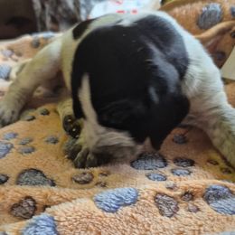 Girl 6 - Blue ticked female Bluetick Coonhound puppy in Centerville, Pennsylvania from Holcomb's Hounds