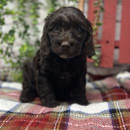 Coco - Chocolate female Australian Labradoodle puppy in Brush Prairie, Washington from Fancy Pants Labradoodles