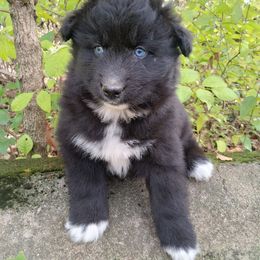 Jerusalem - Black male Siberian Husky puppy in West Liberty, Ohio from Skyfallsiberians