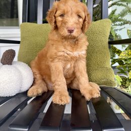 Ember (Black Collar Boy) - Apricot male Goldendoodle puppy in De Land, Florida from Rezapour Doodle Estate