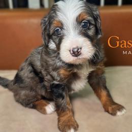 Gaston - Blue merle male Bernedoodle puppy in Alpharetta, Georgia from Doodles of Buckhead