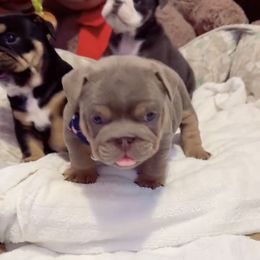 Boy 2 - Lilac tri-color male Bulldog puppy in Downey, California from Garcia Ranch Bulldogs