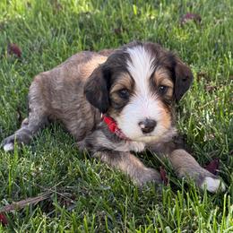 Wolfie - Tri-color male Bernedoodle puppy in Springville, Utah from Oodles of Bernedoodles