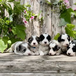 Bernedoodle and Goldendoodle Puppies from The Beach Doodles