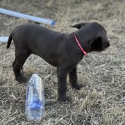 Pudelpointer Puppies from High Power Pudelpointers