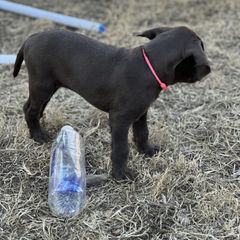 Pudelpointer Puppies from High Power Pudelpointers