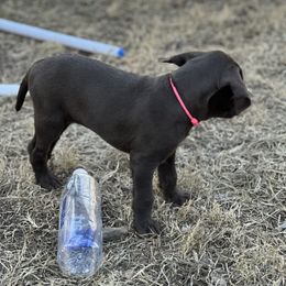 Pudelpointer Puppies from High Power Pudelpointers