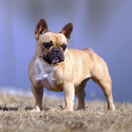 Fawntana - French Bulldog