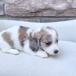 Dreamy - Piebald female Dachshund puppy in Richmond, Virginia from Irresistible Dachshunds & Cavaliers