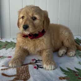 Comet - Red  male Goldendoodle puppy in Apopka, Florida from Rae Precious Puppies
