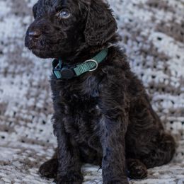 Brown - Parti Poodle puppy in Mc Kinney, Texas from Kenney kennels