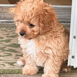 Cavalier King Charles Spaniel and Cavapoo Puppies from PJE Cavs and Poos