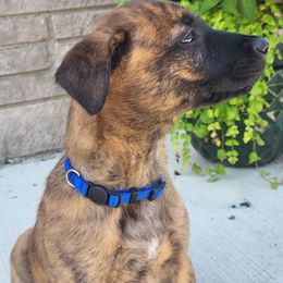 Alex Palou - Dark blue - Gold brindle male Dutch Shepherd puppy in Carmel, Indiana from Legacy Dutch Shepherds