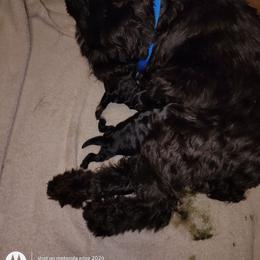 Bambino - Black and silver female Miniature Schnauzer puppy in Atascadero, California from Zion Miniature Schnauzers