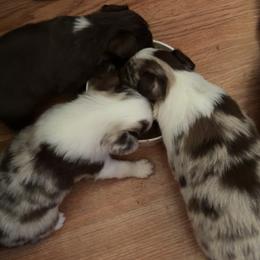 Toy Australian Shepherd puppies from North Idaho Aussies