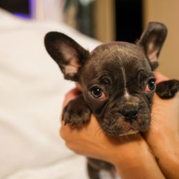 French Bulldog Puppies from For The Love of Frenchies