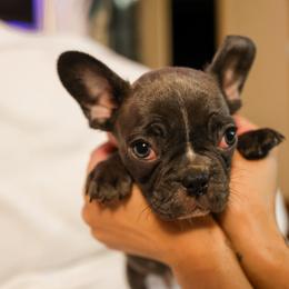 French Bulldog Puppies from For The Love of Frenchies