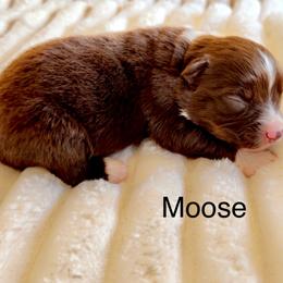 Moose - Red tri male Miniature Australian Shepherd puppy in Dillwyn, Virginia from Sand Creek Toy and Mini aussies