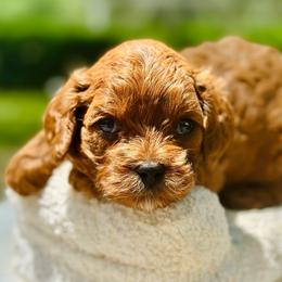 Waffles - Red female Cavapoo puppy in Palm Beach County, Florida from Benji’s Cockapoos