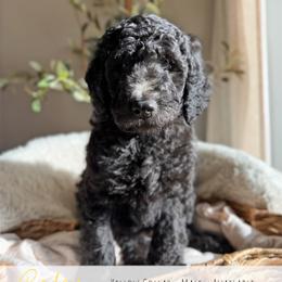 Yellow Boy - Black male Goldendoodle puppy in Carthage, Tennessee from Willows Doodles