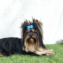 Squirt - Yorkshire Terrier