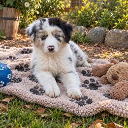 Cash - Blue merle male Australian Shepherd puppy in Placerville, California from BFF Aussies