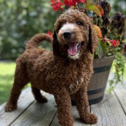 Goldendoodles and Poodles from Oodles of Doodles, NC
