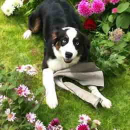 Pailin - Australian Shepherd