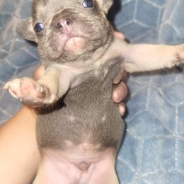 French Bulldog Puppies from Lake Martin Fancy Frenchies