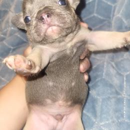 French Bulldog Puppies from Lake Martin Fancy Frenchies
