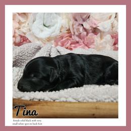 Tina - Black female Schnoodle puppy in Lebanon, Missouri from Cedar Glades Canines