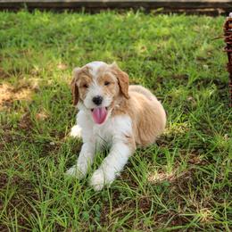 Teddy - Parti male Goldendoodle puppy in Summerton, South Carolina from Lake Marion Kennels