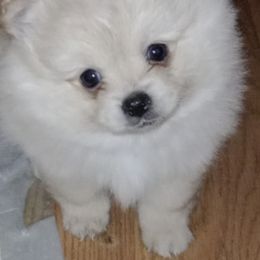 Pomeranian Puppies from Almost White Poms