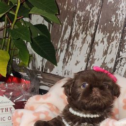Shih Tzu Puppies from AZSHIHTZCREW