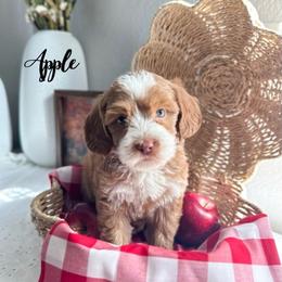 Apple - Caramel female Australian Labradoodle puppy in Palmdale, California from Heavenly Doodles